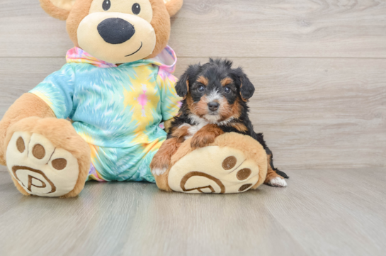 Best Yorkie Poo Baby