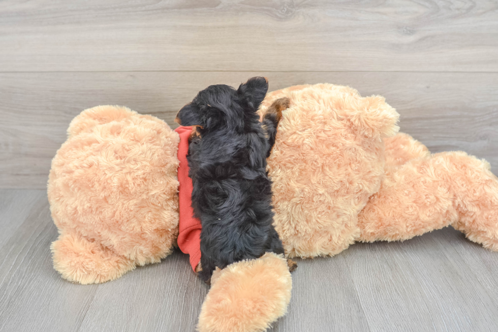 Yorkie Poo Puppy for Adoption