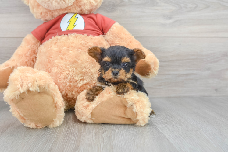 Yorkie Poo Puppy for Adoption
