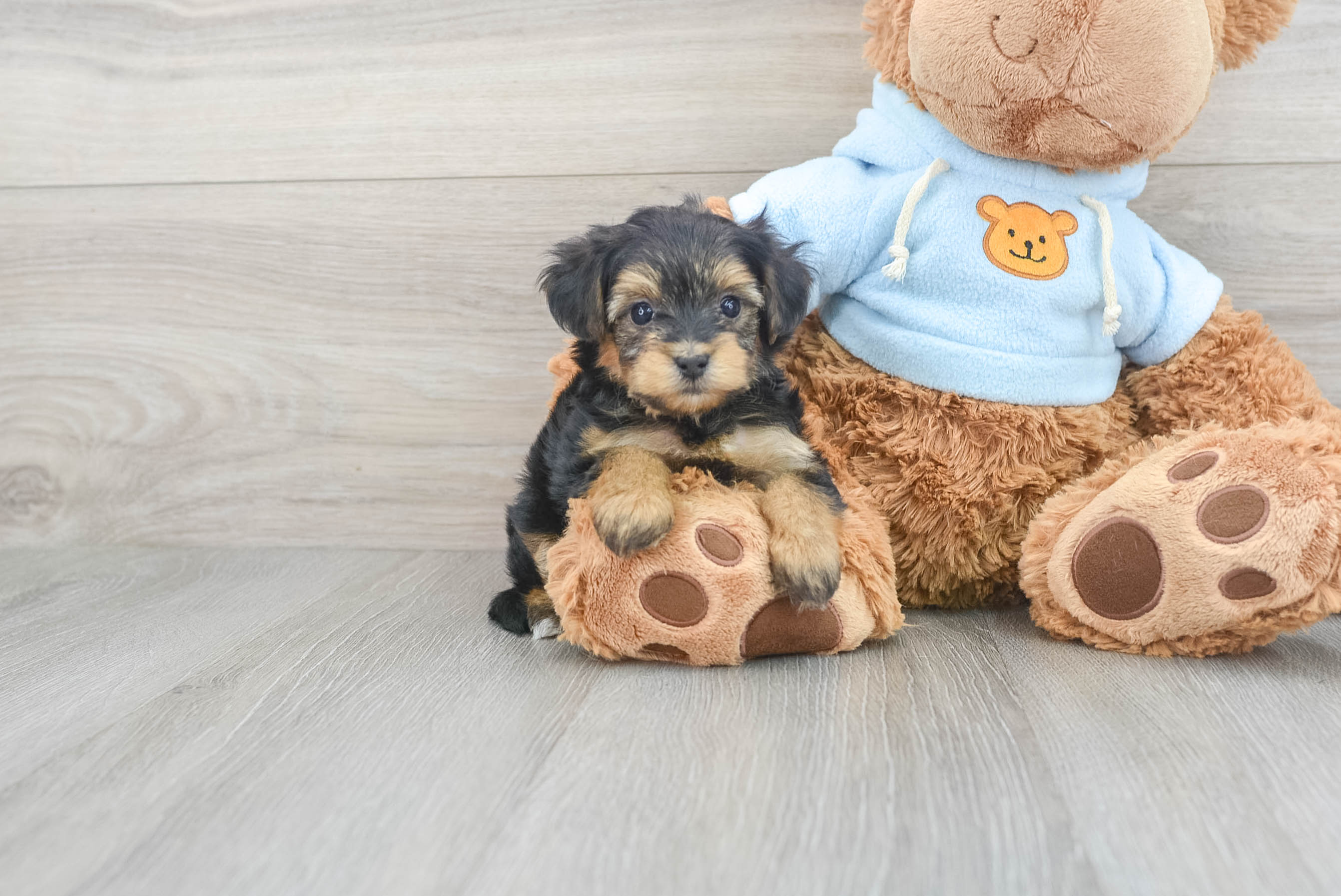 Teddy bear yorkie 2024 puppies for sale