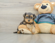 5 week old Yorkie Poo Puppy For Sale - Florida Fur Babies