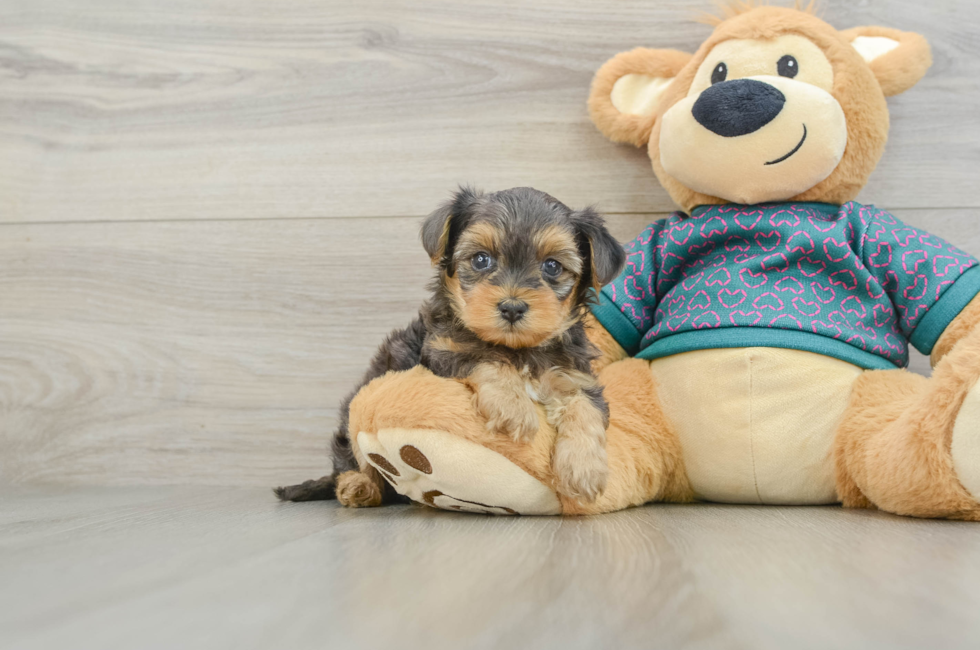 6 week old Yorkie Poo Puppy For Sale - Florida Fur Babies