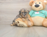 8 week old Yorkie Poo Puppy For Sale - Florida Fur Babies