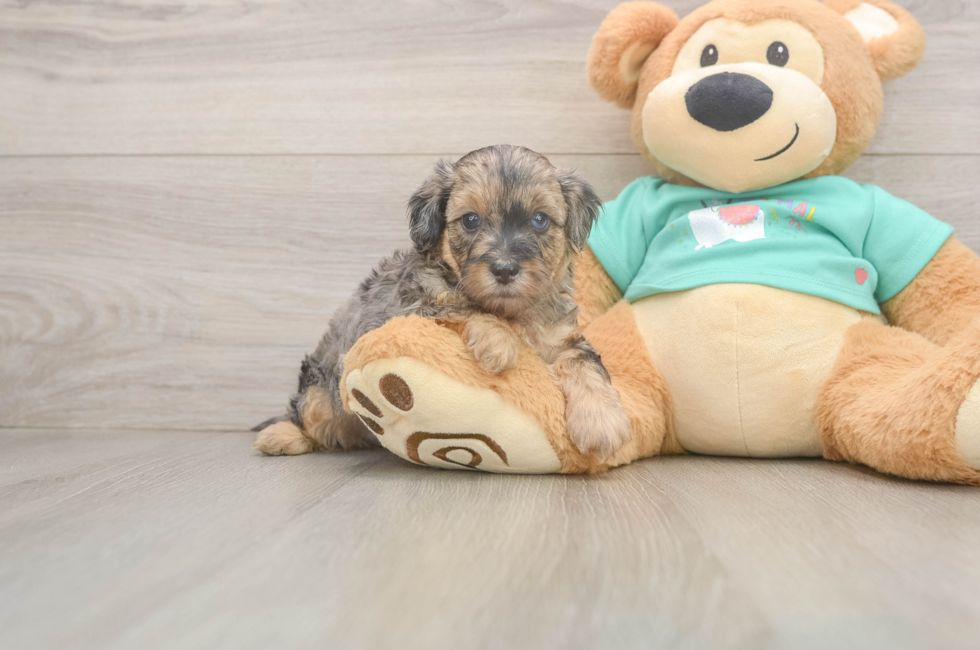 6 week old Yorkie Poo Puppy For Sale - Florida Fur Babies