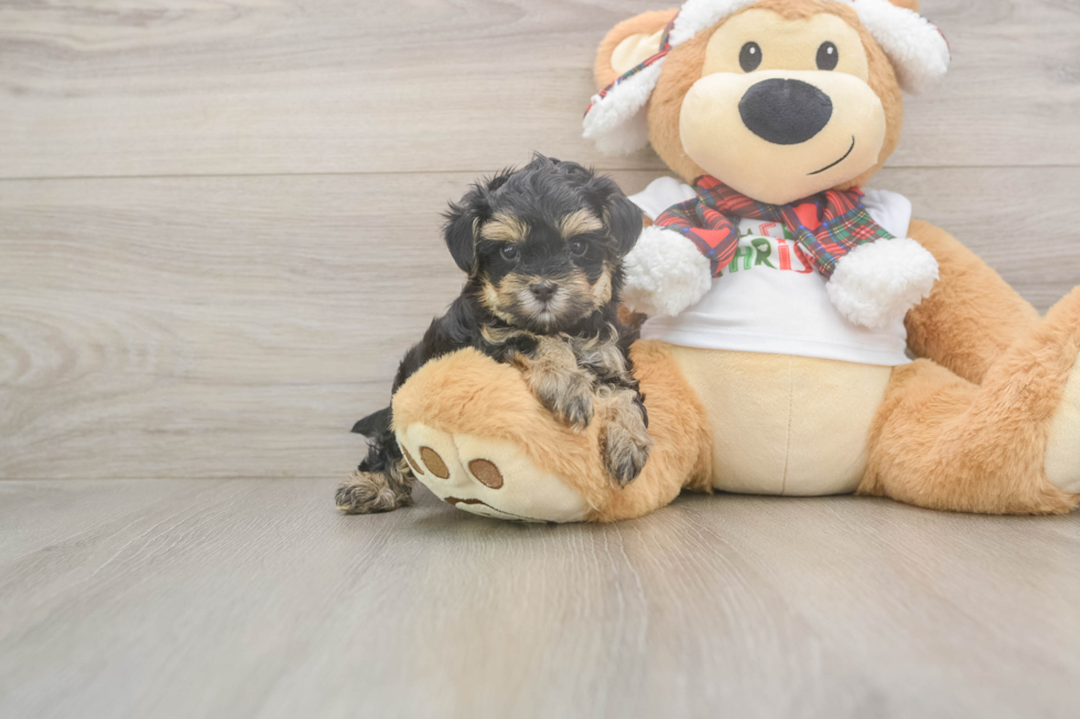 Fluffy Yorkie Poo Poodle Mix Pup