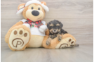Little Yorkie Poodle Mix Poodle Mix Puppy