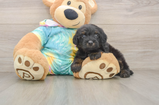 Yorkie Poo Pup Being Cute