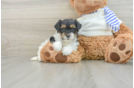 Energetic Yorkipoo Poodle Mix Puppy