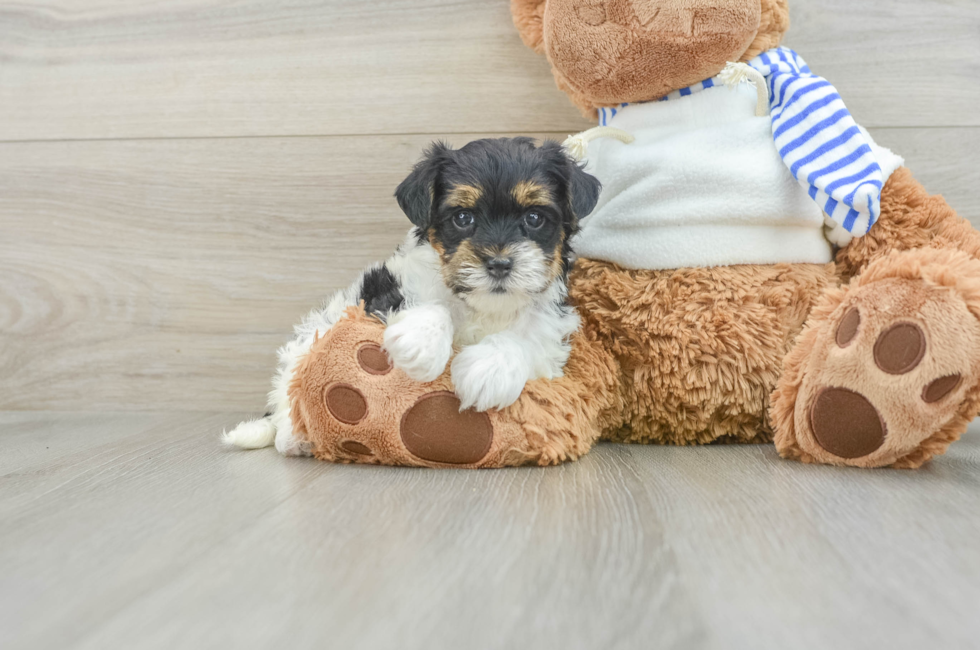 6 week old Yorkie Poo Puppy For Sale - Florida Fur Babies