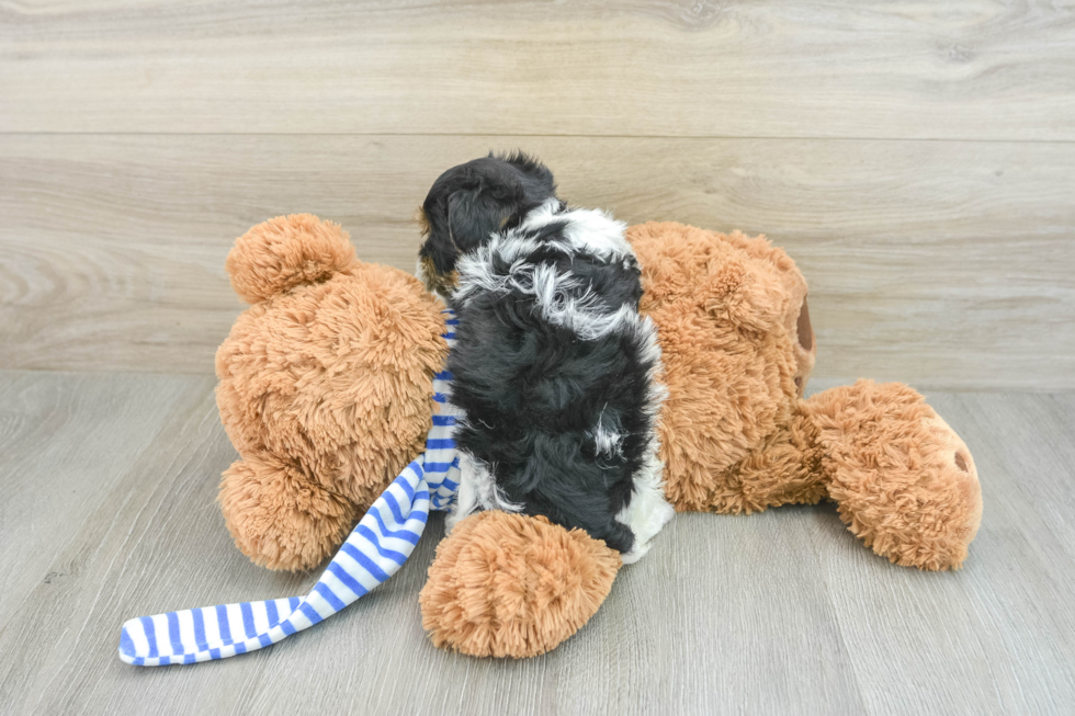 Yorkie Poo Pup Being Cute