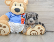 6 week old Yorkie Poo Puppy For Sale - Florida Fur Babies