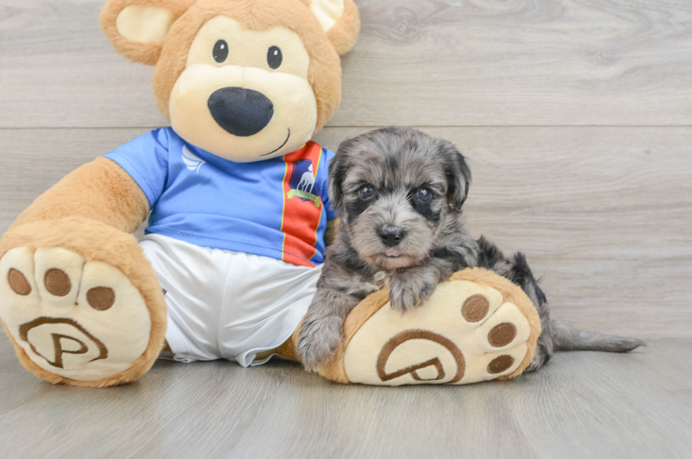 5 week old Yorkie Poo Puppy For Sale - Florida Fur Babies