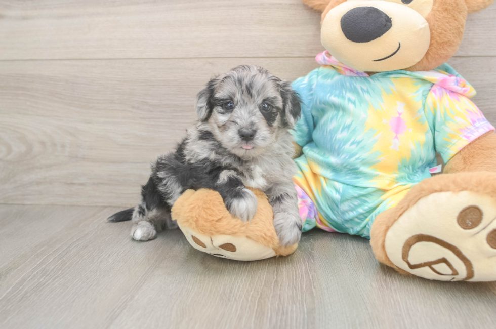5 week old Yorkie Poo Puppy For Sale - Florida Fur Babies