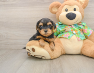 8 week old Yorkie Poo Puppy For Sale - Florida Fur Babies