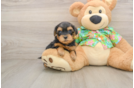 Cute Yorkie Poo Baby