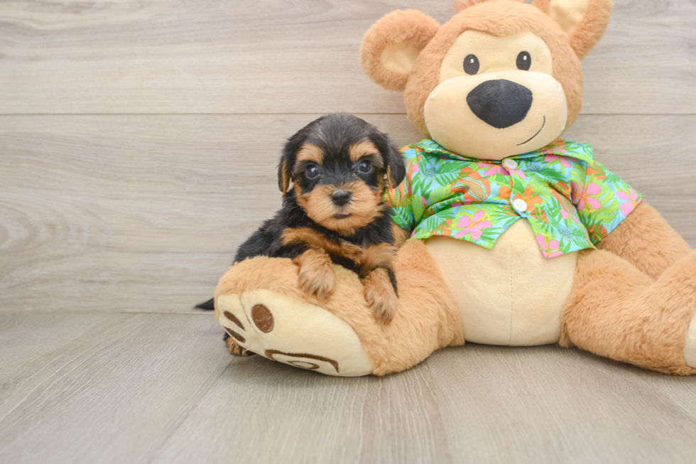 Cute Yorkie Poo Baby