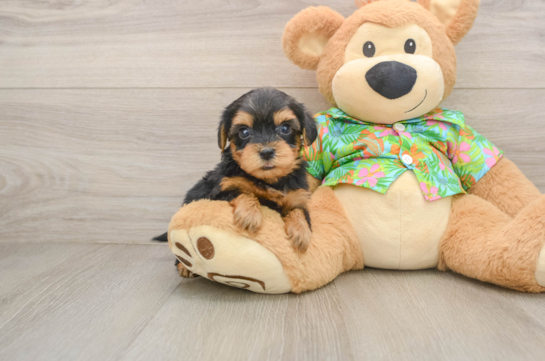 Cute Yorkie Poo Baby