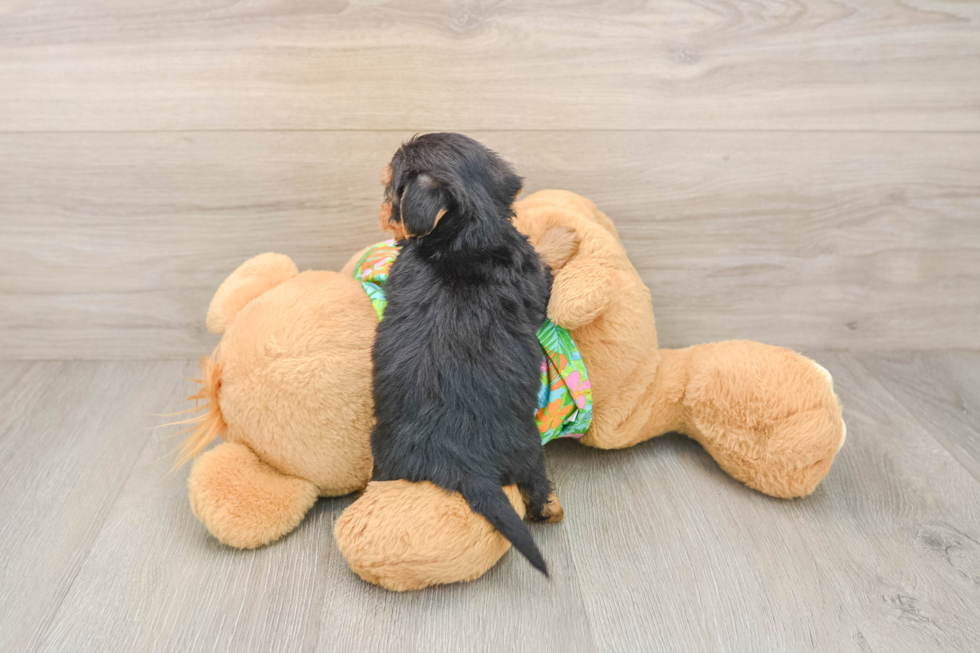 Yorkie Poo Puppy for Adoption