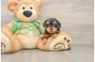 Sweet Yorkie Poo Baby