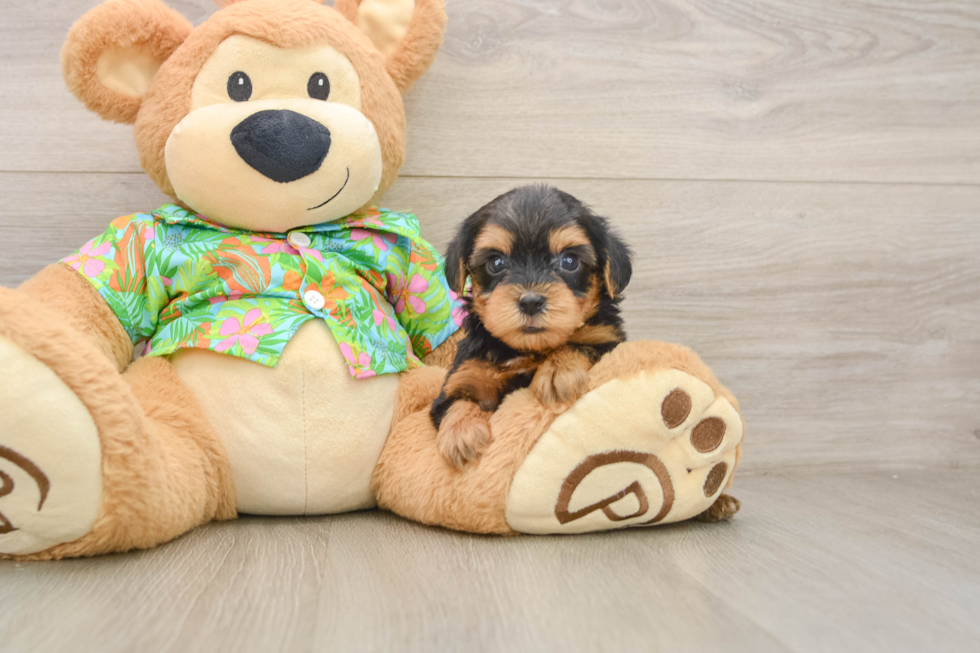 Sweet Yorkie Poo Baby