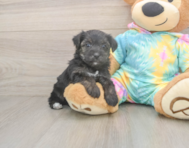 7 week old Yorkie Poo Puppy For Sale - Florida Fur Babies
