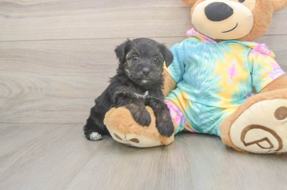 5 week old Yorkie Poo Puppy For Sale - Florida Fur Babies