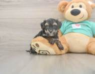 7 week old Yorkie Poo Puppy For Sale - Florida Fur Babies