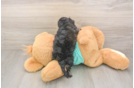 Meet Gina - our Yorkie Poo Puppy Photo  3/3 - Florida Fur Babies Yorkie Poo Pup Being Cute