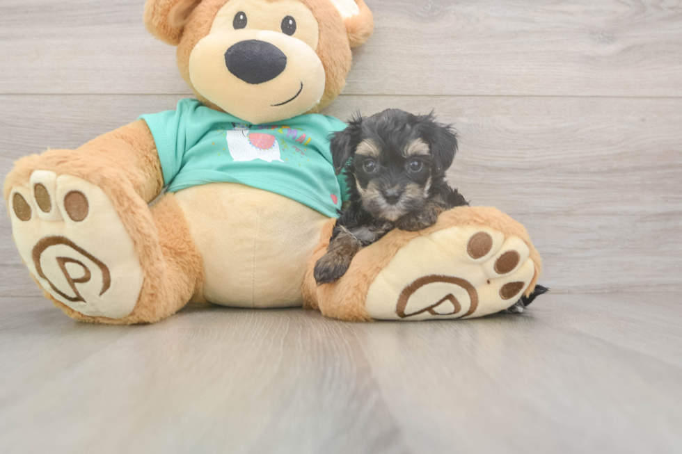 Meet Gina - our Yorkie Poo Puppy Photo  2/3 - Florida Fur Babies Yorkie Poo Puppy for Adoption