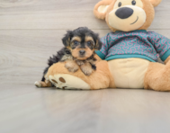 8 week old Yorkie Poo Puppy For Sale - Florida Fur Babies