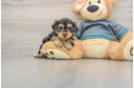 Adorable Yorkiedoodle Poodle Mix Puppy
