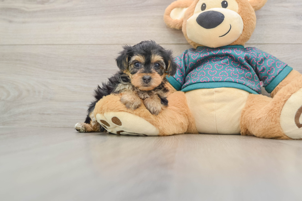 Adorable Yorkiedoodle Poodle Mix Puppy