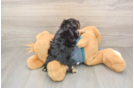 Yorkie Poo Pup Being Cute