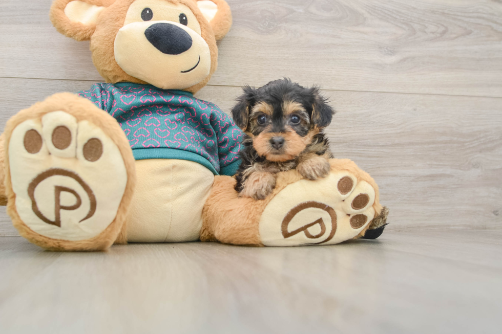 Yorkie Poo Puppy for Adoption