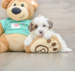 7 week old Yorkie Poo Puppy For Sale - Florida Fur Babies