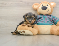 8 week old Yorkie Poo Puppy For Sale - Florida Fur Babies