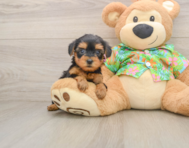 8 week old Yorkie Poo Puppy For Sale - Florida Fur Babies