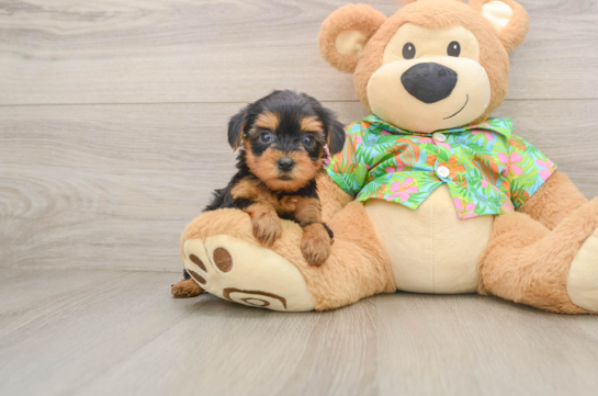 Little Yorkie Poodle Mix Poodle Mix Puppy