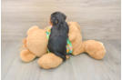 Best Yorkie Poo Baby