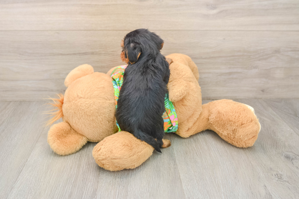 Best Yorkie Poo Baby