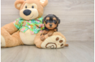Small Yorkie Poo Baby