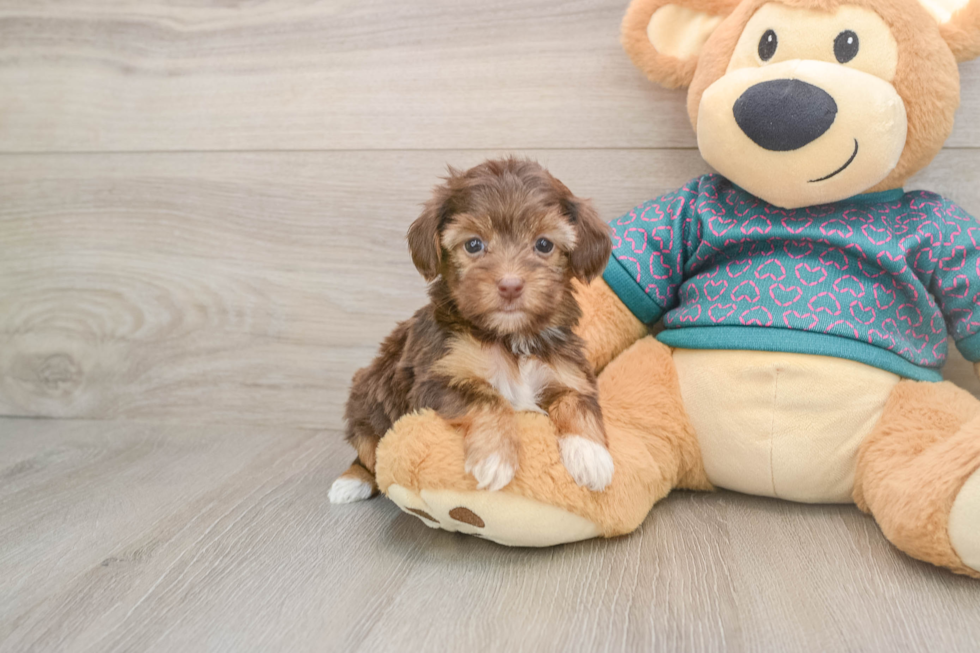Fluffy Yorkie Poo Poodle Mix Pup
