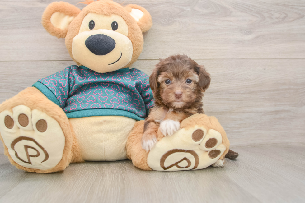 Adorable Yorkiedoodle Poodle Mix Puppy