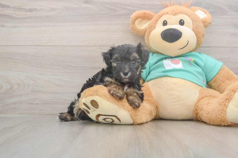 Meet Giselle - our Yorkie Poo Puppy Photo  2/3 - Florida Fur Babies Yorkie Poo Puppy for Adoption