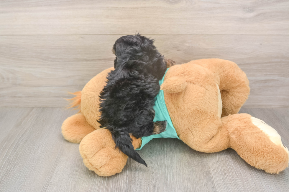 Meet Giselle - our Yorkie Poo Puppy Photo  3/3 - Florida Fur Babies Smart Yorkie Poo Poodle Mix Pup