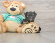 9 week old Yorkie Poo Puppy For Sale - Florida Fur Babies