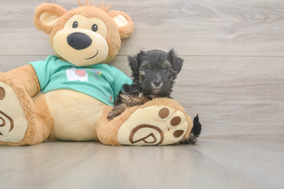 Meet Giselle - our Yorkie Poo Puppy Photo  1/3 - Florida Fur Babies Little Yorkie Poodle Mix Poodle Mix Puppy