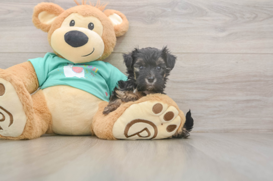 5 week old Yorkie Poo Puppy For Sale - Florida Fur Babies Little Yorkie Poodle Mix Poodle Mix Puppy