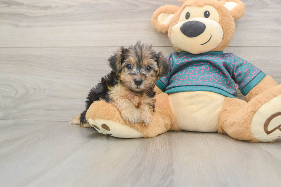 Hypoallergenic Yorkie Doodle Poodle Mix Puppy