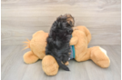Fluffy Yorkie Poo Poodle Mix Pup